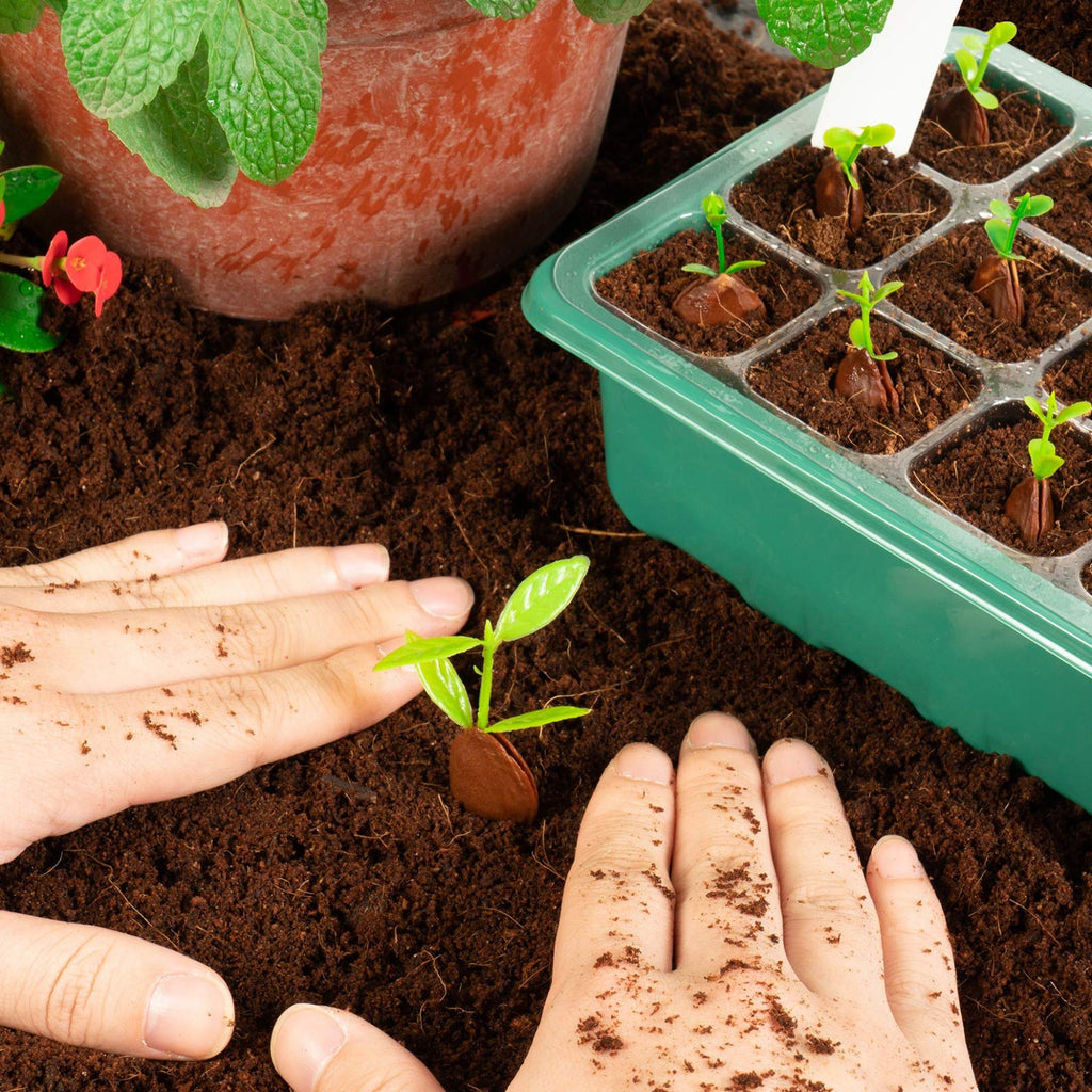 Seed Starter Trays with Grow Light