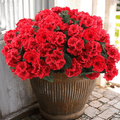 🌸 Lush, UV-Resistant Artificial Geraniums